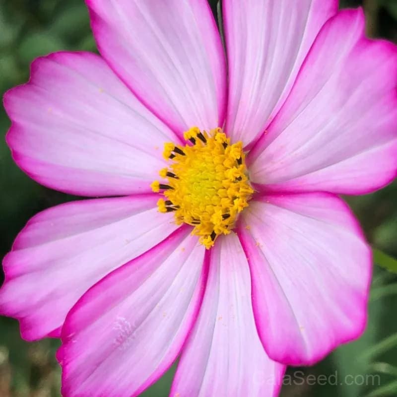 Picotee Cosmos Seeds — Bicolor Frilled Blooms - Alt