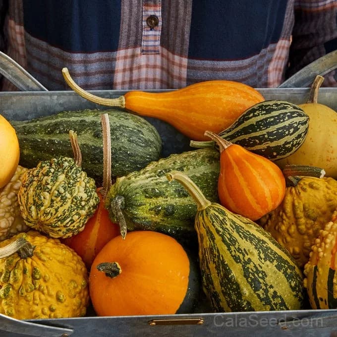 Small Fancy Mix Ornamental Gourd Seeds — Decorative Autumn Harvest - Alt
