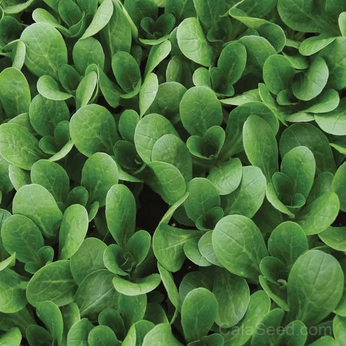 Corn Salad 'Vit' Seeds — Organic Mache Greens - Main