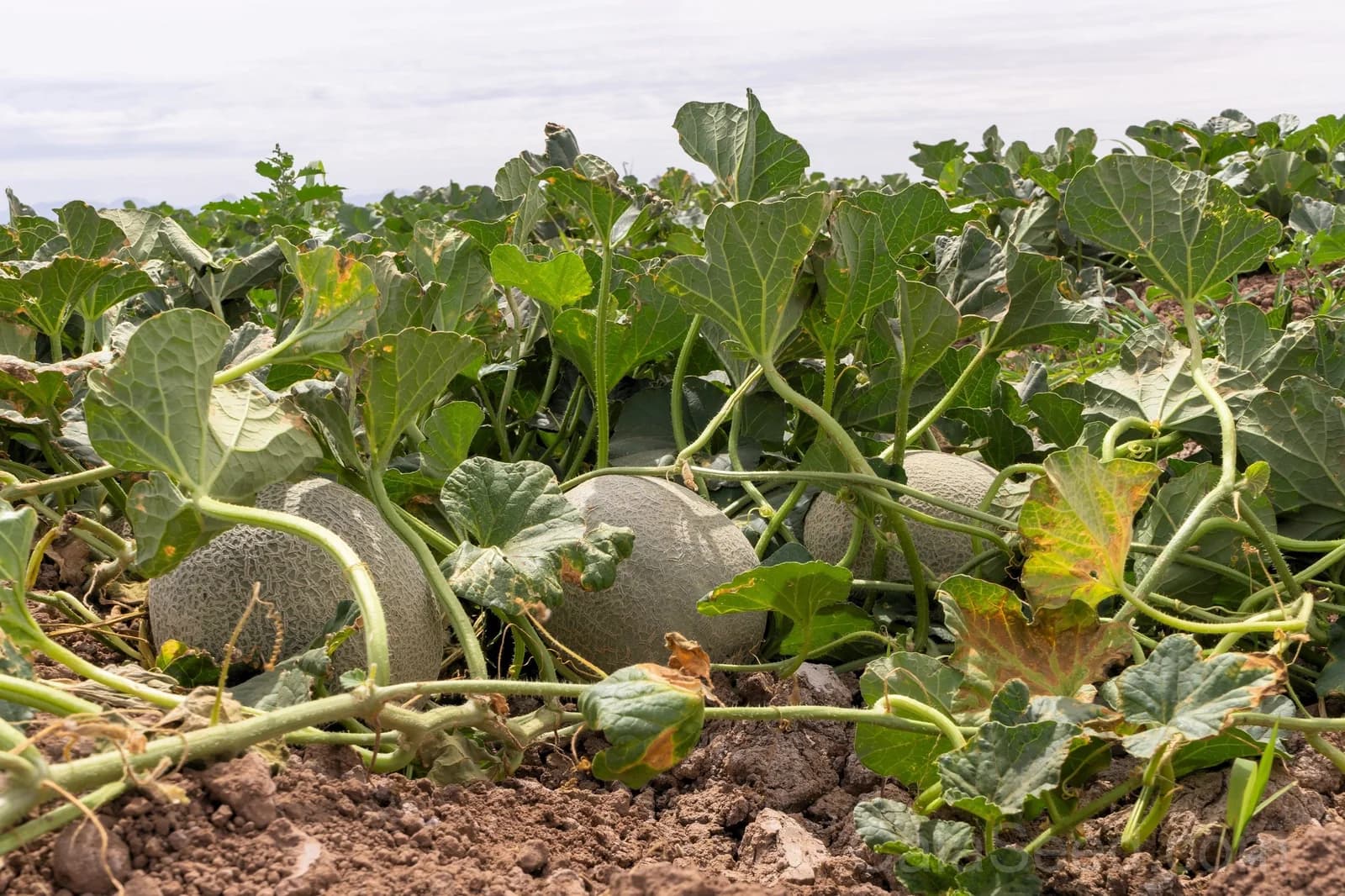 Hale's Best Jumbo Cantaloupe Seeds — Orange Muskmelon Fruit - Alt