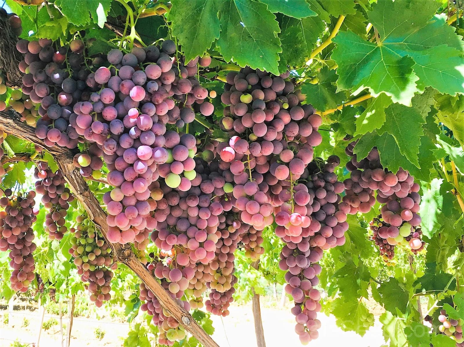 Giant Red Globe Grape 'Vitis Vinifera' Seeds — Large Sweet Fruit Vine - View 2