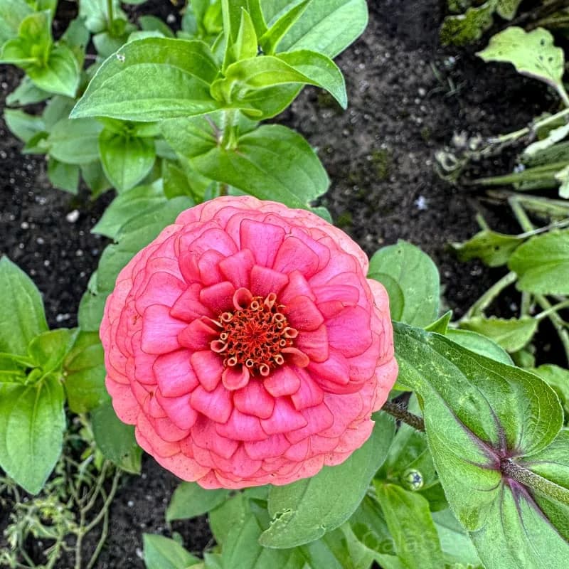 Oklahoma Salmon Zinnia Seeds — Heat-Tolerant Cut Flower - View 5