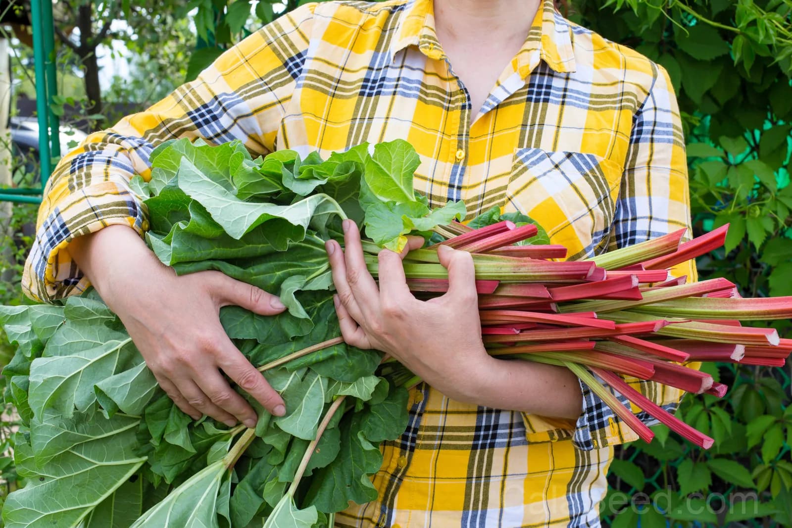 Glaskins Perpetual Rhubarb Seeds — Classic Pieplant Vegetable - Main