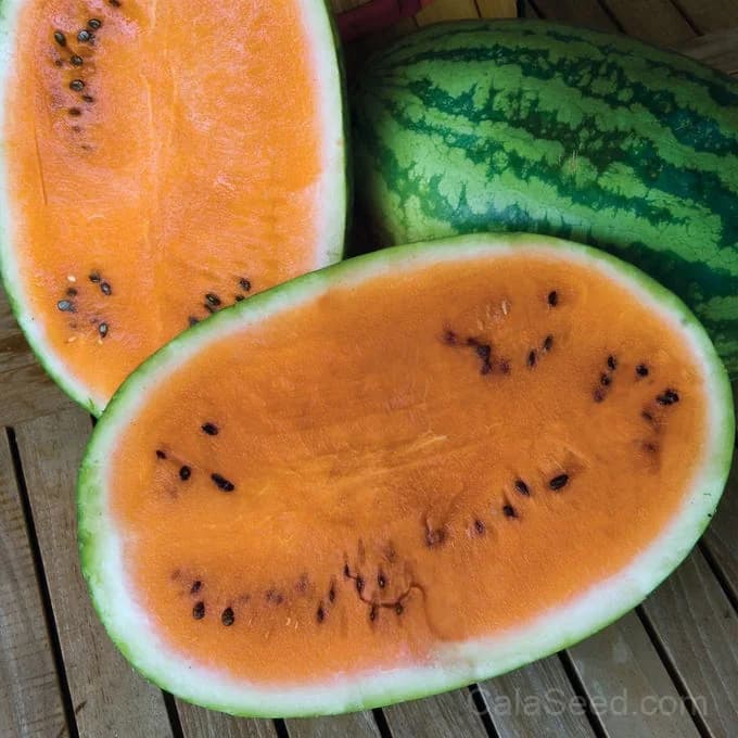 Orange Tendersweet Watermelon Seeds — Sweetest Early Harvest Melon - Main