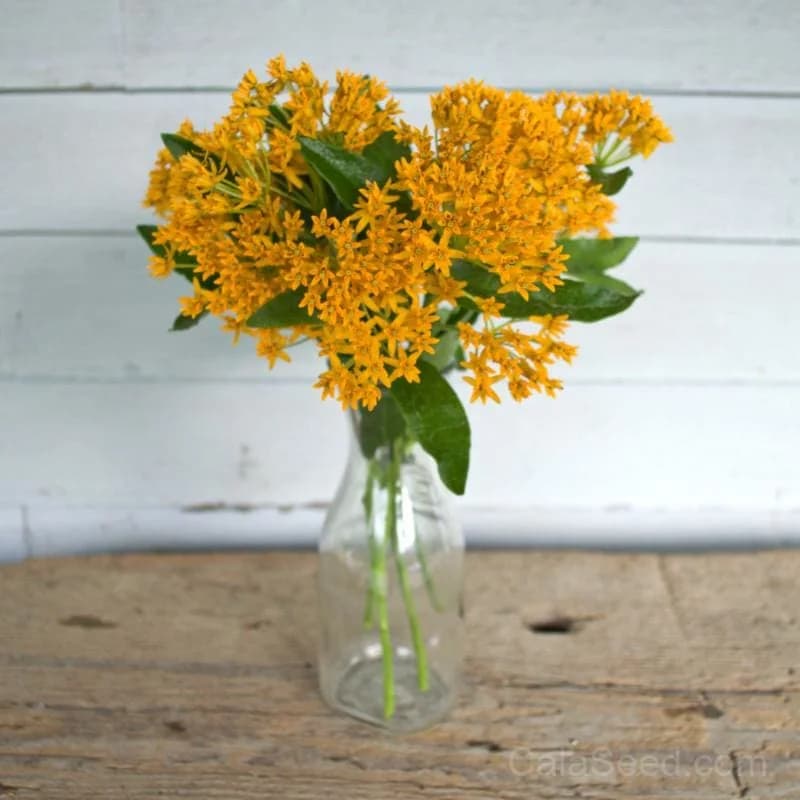 Hello Yellow Milkweed Seeds — Native Pollinator Perennial - View 4