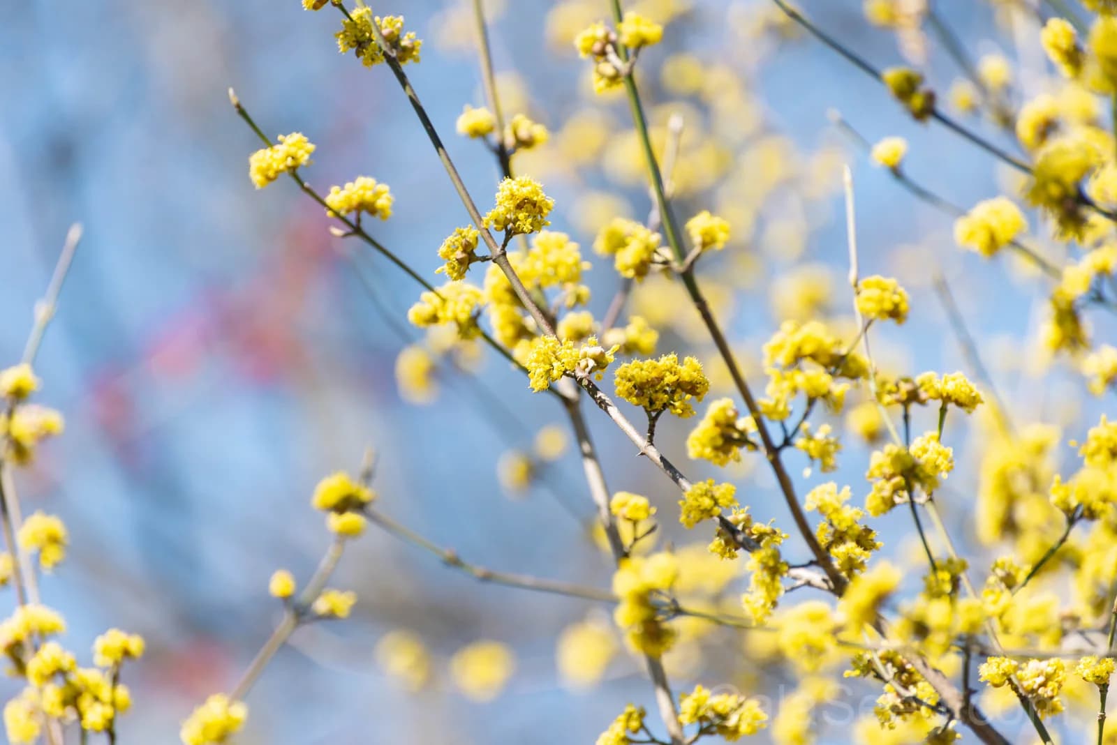 Spicebush 'Lindera Benzoin' Seeds — Native Red Berry Shrub - View 2