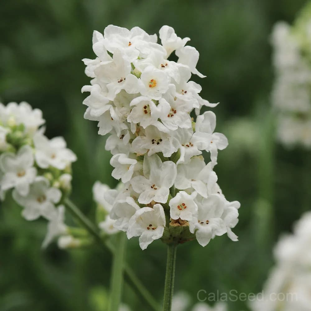 Ellagance Snow Seeds — Elegant White Blooms - Main