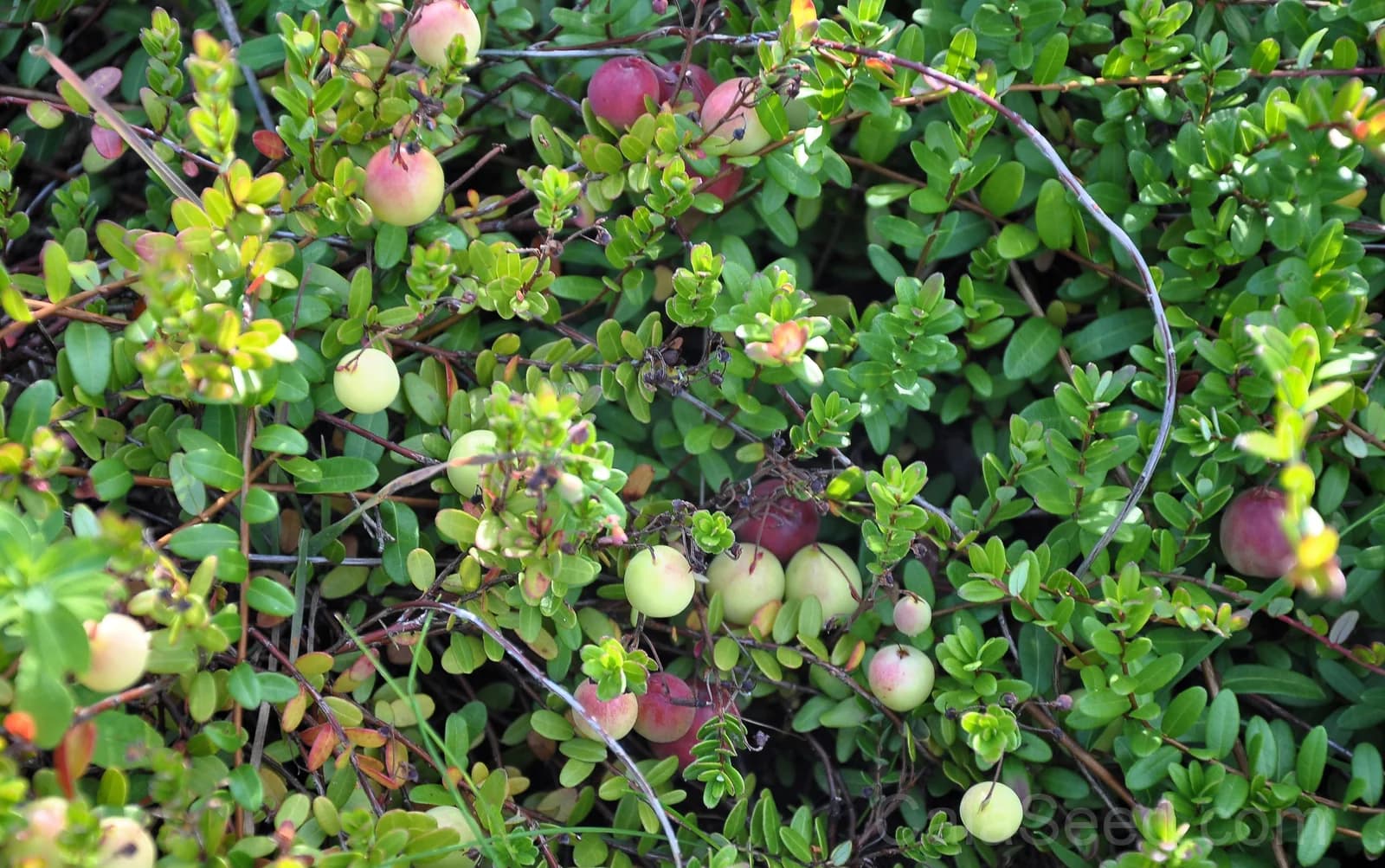 American Cranberry 'Vaccinium Macrocarpon' Seeds — Perennial Red Fruit Bush - View 5