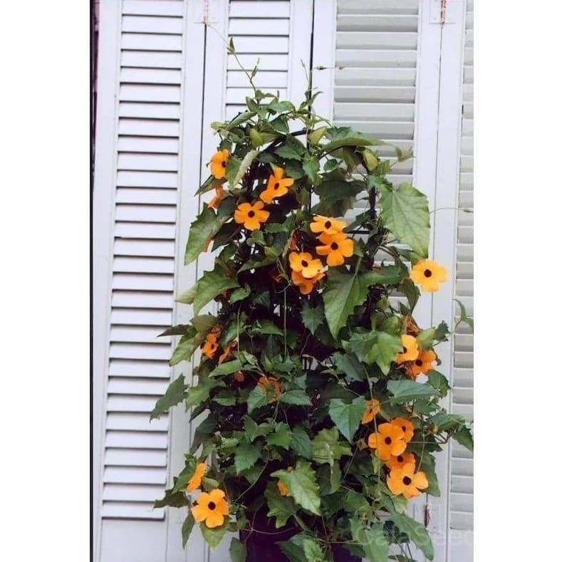 Susie Mix Thunbergia Seeds — Vibrant Flowering Vine - Alt