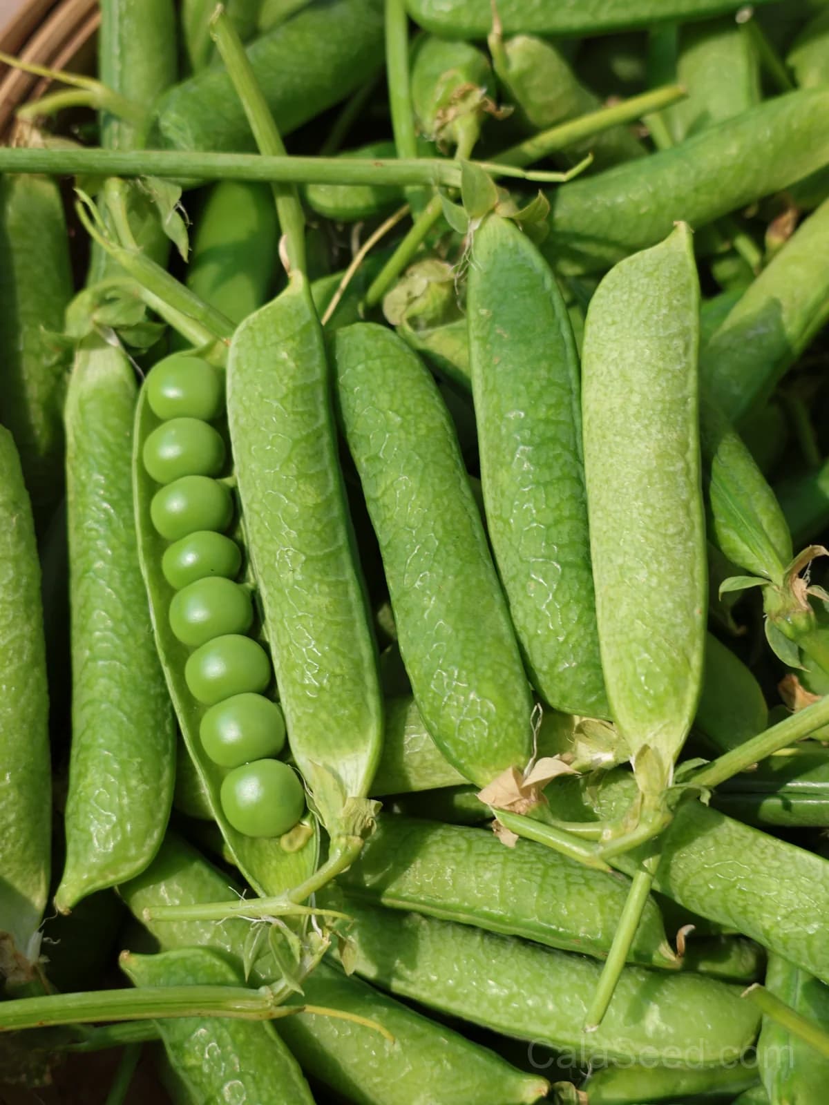 Masterpiece Pea Seeds — High-Yield Garden Vegetable - Alt