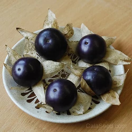 Tomatillo 'Purple' Seeds — Heirloom Mexican Fruit - View 3