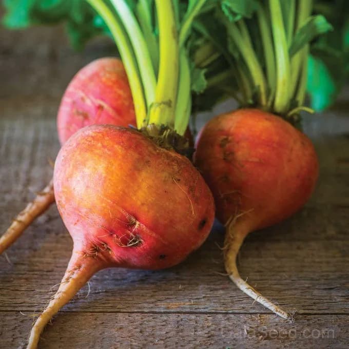 Golden Beet Seeds — Sweet Heirloom Root Vegetable - Alt