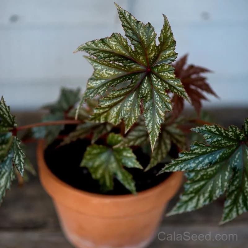 Gryphon Begonia Seeds — Striking Foliage for Shade Gardens - Main