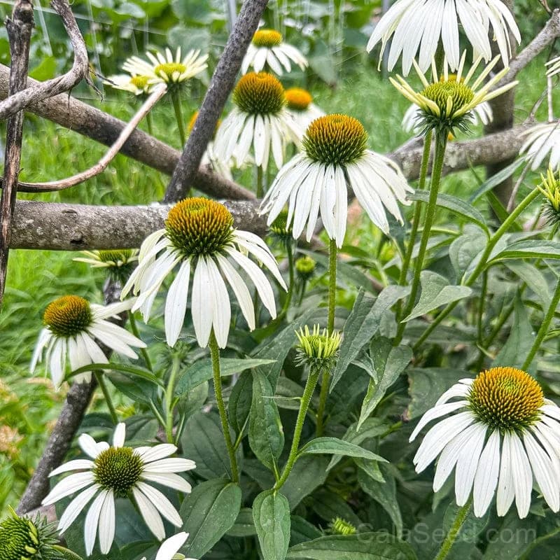 White Swan Echinacea Seeds — Elegant White Coneflower Bloom - View 4