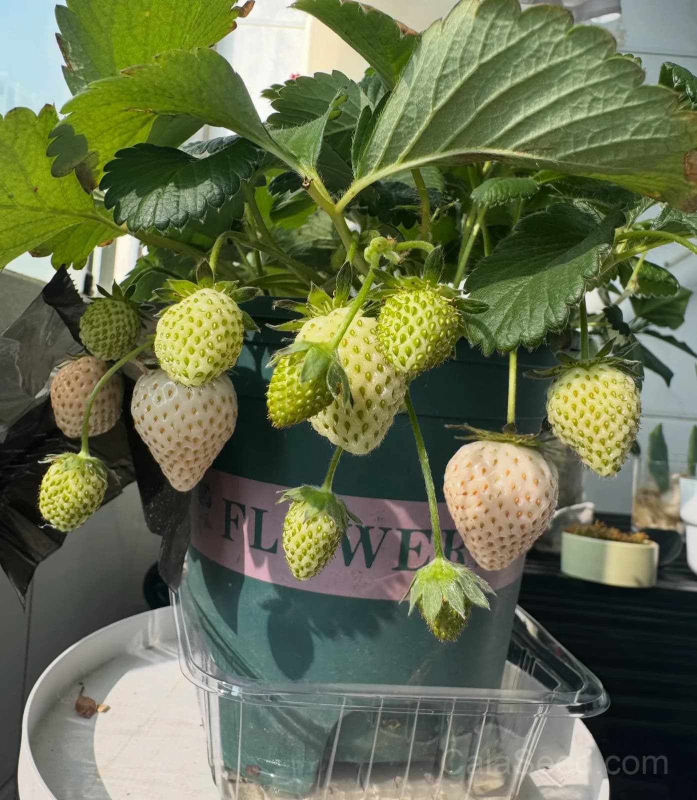 Strawberry 'White Snowball' Seeds — Sweet White Berry - Alt