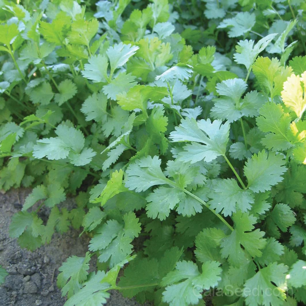 Marino Tomato Seeds — Classic Italian Heirloom - Main
