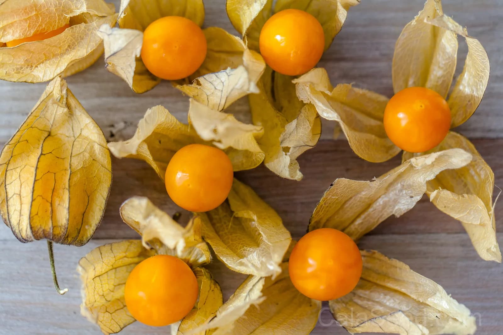 Peruvian Ground Cherry 'Physalis Peruviana' Seeds — Sweet Cape Gooseberry Fruit - Main