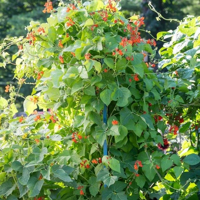 Scarlet Runner Pole Bean Seeds — Vibrant Edible Flowers - Alt