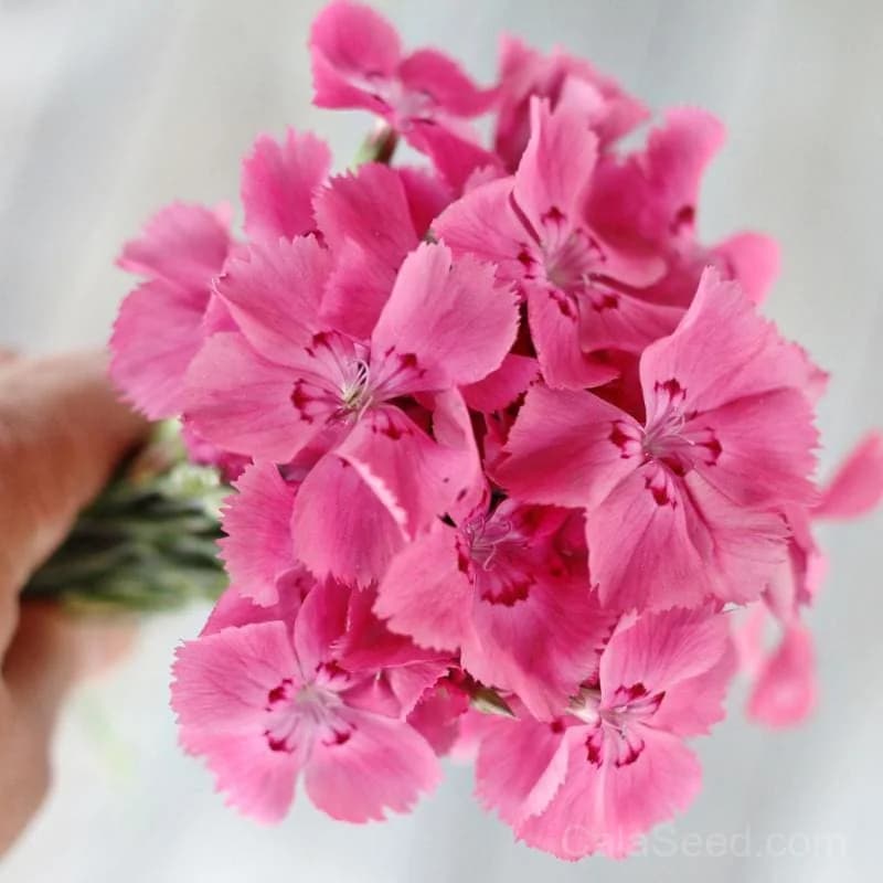 Flavora Rose Shades Dianthus Seeds — Bicolor Fragrant Blooms - Main