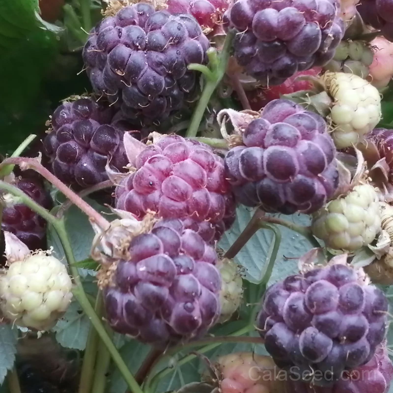 Raspberry 'Amethyst' Seeds — Sweet Berry Perennial - View 2