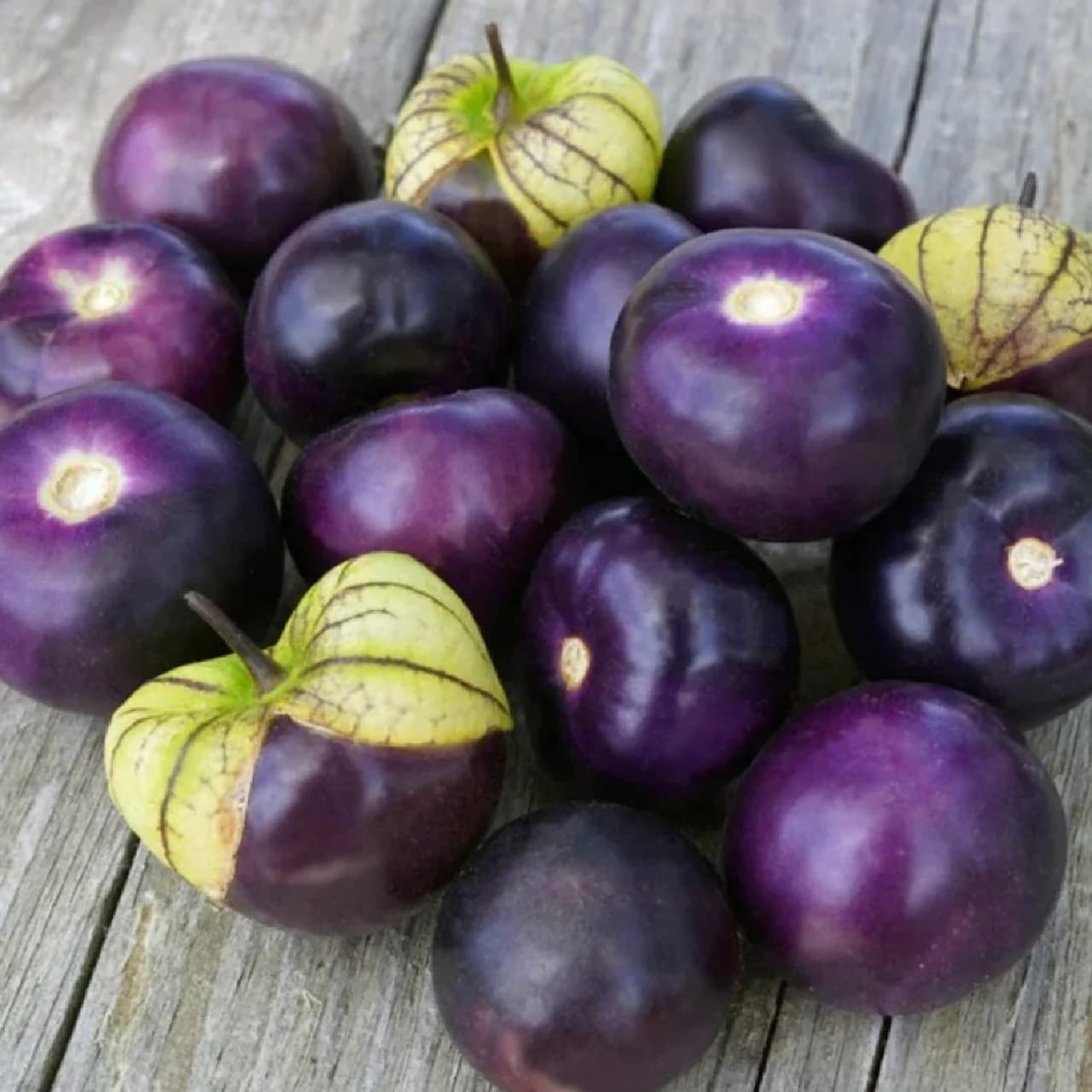 Purple Tomatillo 'Physalis Ixocarpa' Seeds — Husk Tomato for Salsas - Main