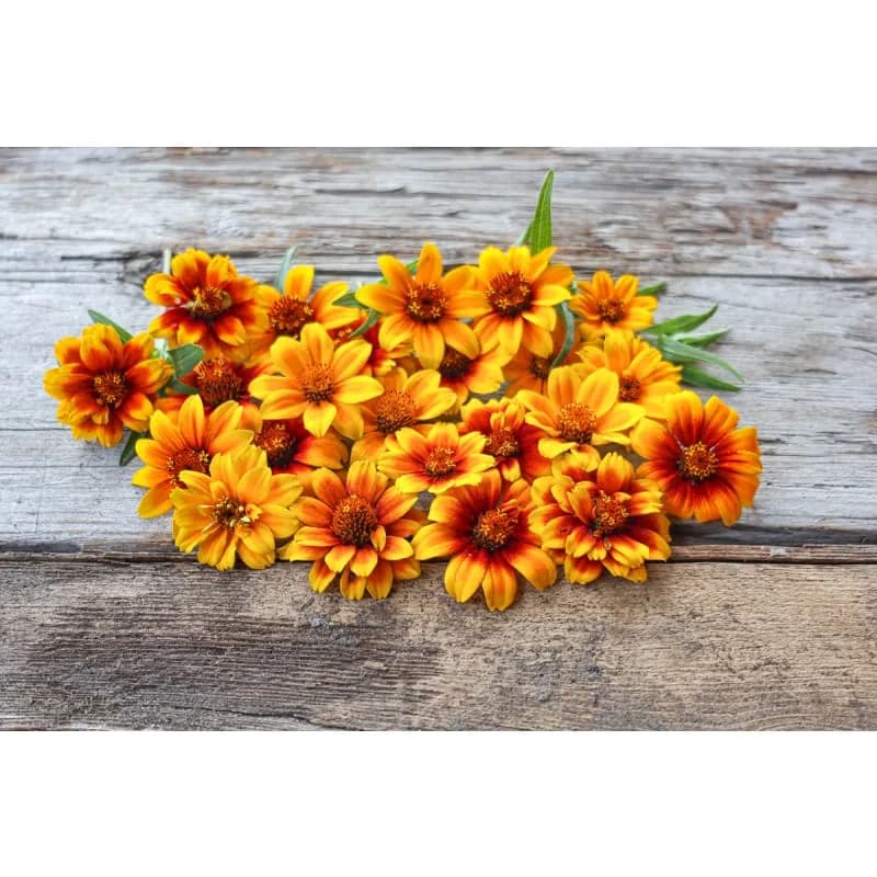 Persian Carpet Zinnia Seeds — Vibrant Heirloom Flower Mix - Alt