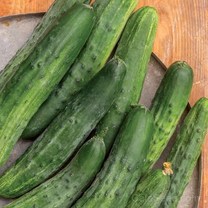 Bush Champion Cucumber Seeds — High-Yield Garden Favorite - Alt