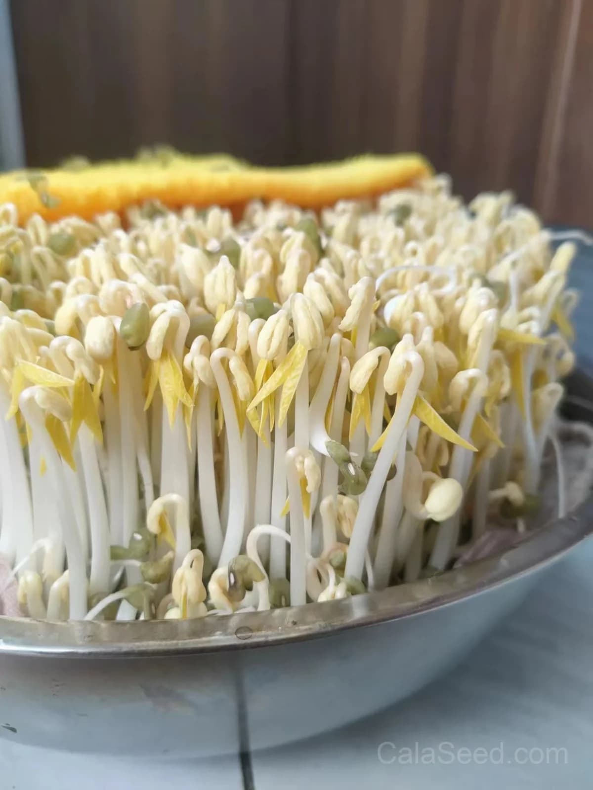 Mung Bean Sprout Seeds — Crisp Microgreen Sprouts - View 2