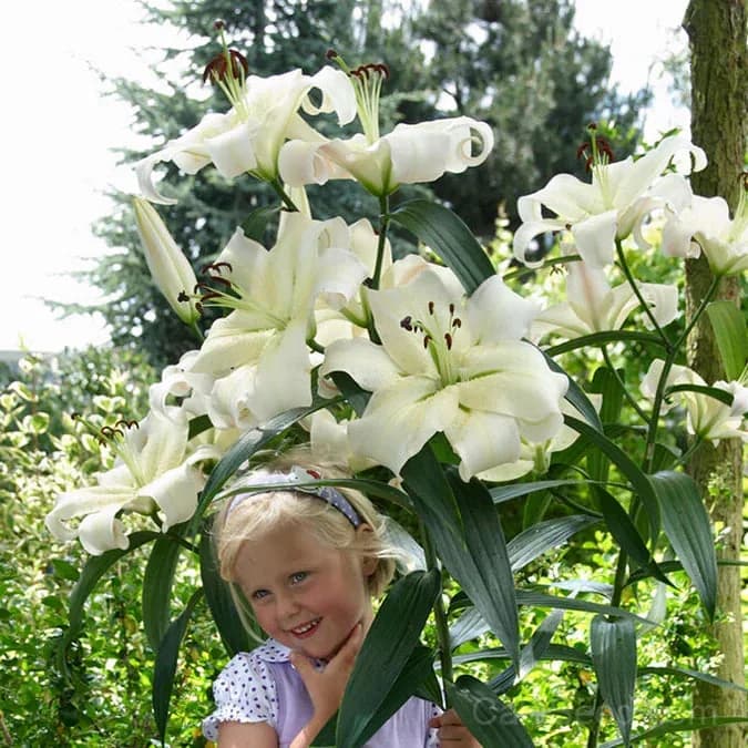 Rare Lily Bulbs — Showy Summer Blooms - View 17