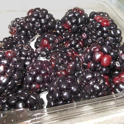 Raspberry 'Black Jewel' Seeds — Dark Berry High-Yield Fruit - Alt
