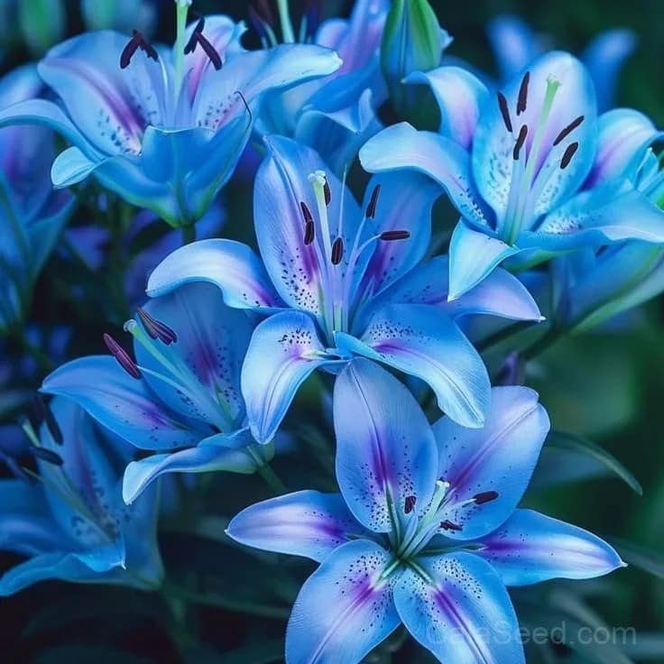 Rare Lily Bulbs — Showy Summer Blooms - View 8