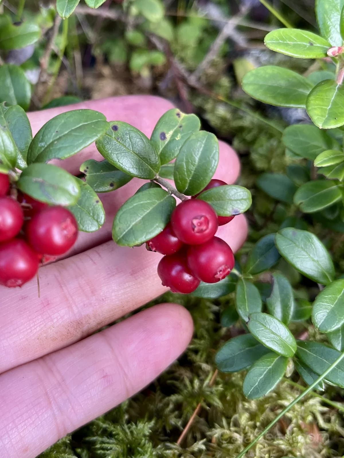 Lingonberry 'Red Pearl' Seeds — Tart Berry Ground Cover - Main