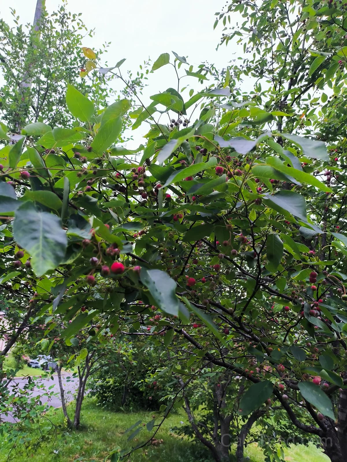Saskatoon Serviceberry 'Amelanchier Alnifolia' Seeds — Native Edible Purple Berry - View 6