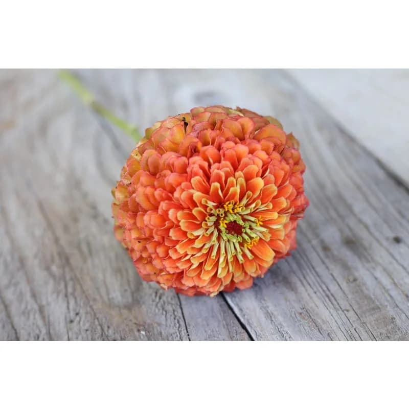 Queeny Lime Orange Zinnia Seeds — Vibrant Two-Tone Blooms - View 4