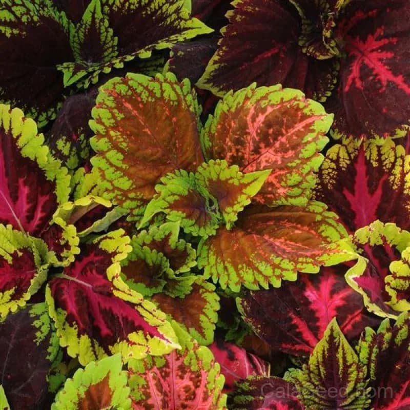 Kong Series Mix Coleus Seeds — Vibrant Foliage Shade Garden - Main