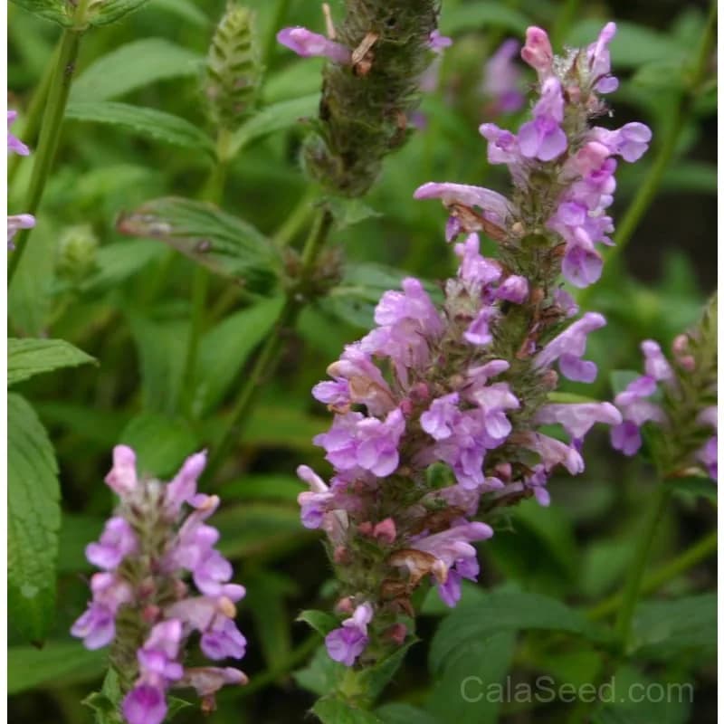 Pink Catmint Seeds — Fragrant Perennial Blooms - View 2