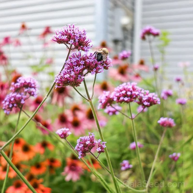 Verbena Bonariensis Seeds — Tall Purple Pollinator Magnet - View 5
