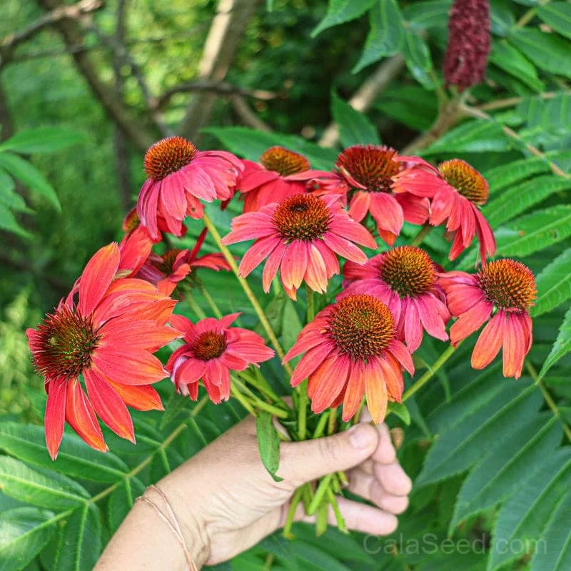 Red Ombre Artisan Echinacea Seeds — Striking Two-Tone Blooms - View 4
