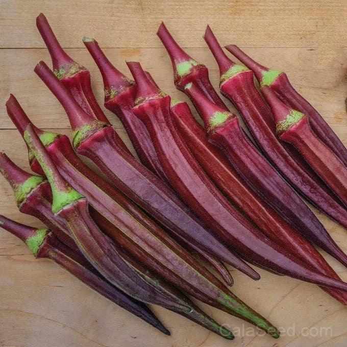 Burgundy Okra Seeds — Deep Red Heirloom Pods - Main