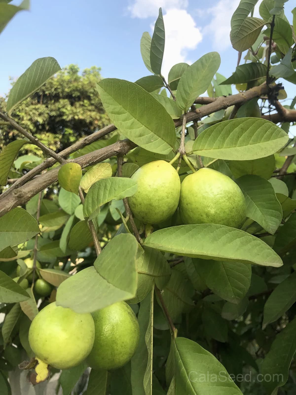 Guava Seeds — Sweet Tropical Fruit - View 3