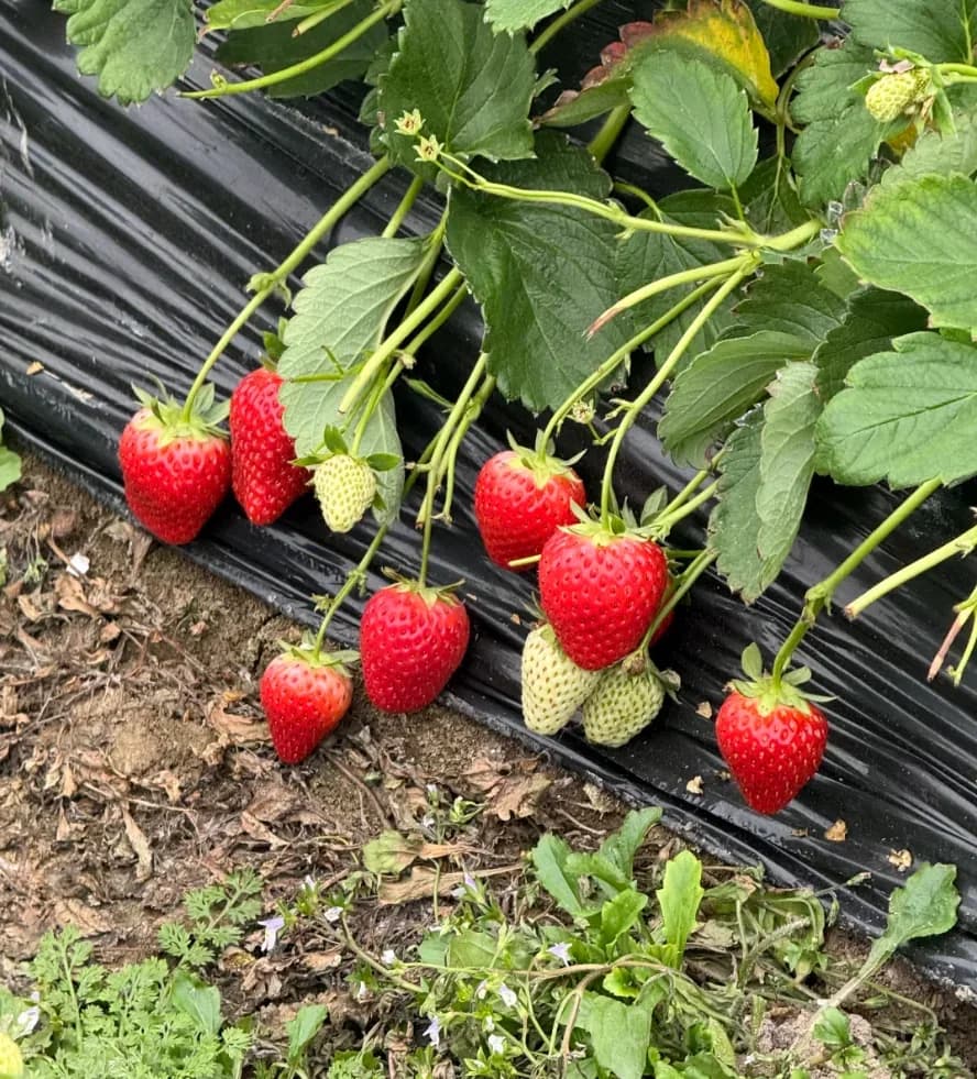 Kaorino Strawberry Seeds – Sweet, Fragrant, High Germination & Easy to Grow - Alt