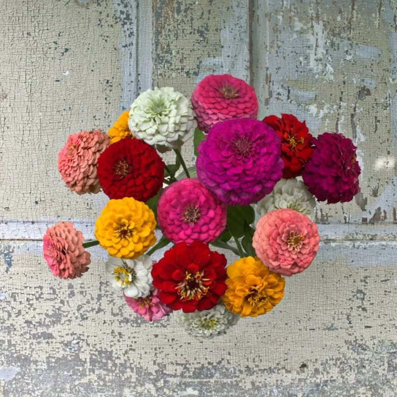 Oklahoma Formula Mix Zinnia Seeds — Vibrant Heat-Tolerant Blooms - Main