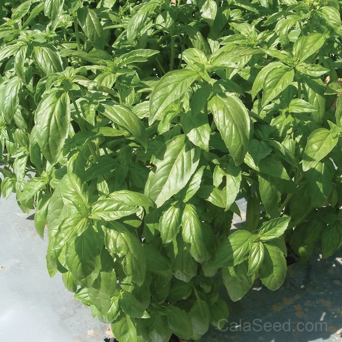 Aroma II Seeds — Fragrant Culinary Herb Blend - Main