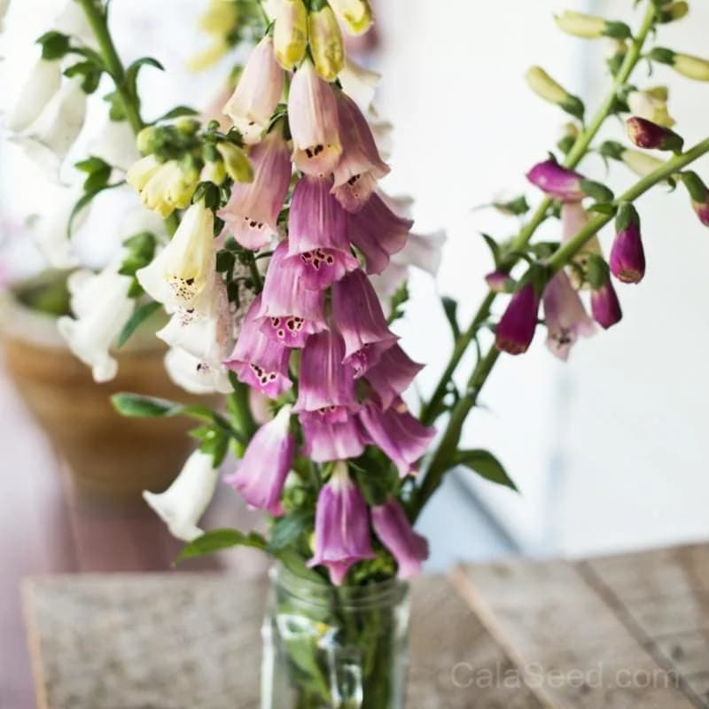 Foxy Foxglove Seeds — Vibrant Bell-Shaped Blooms - View 3