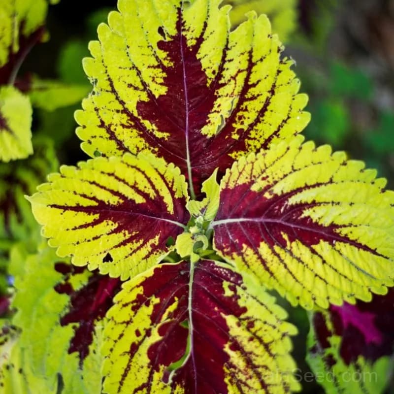 Kong Series Mix Coleus Seeds — Vibrant Foliage Shade Garden - Alt