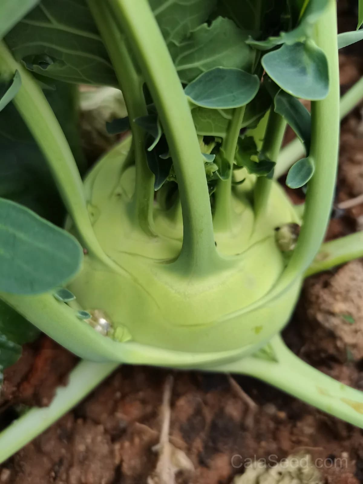 Konan Kohlrabi Seeds — Crisp Purple Bulb Vegetable - View 4