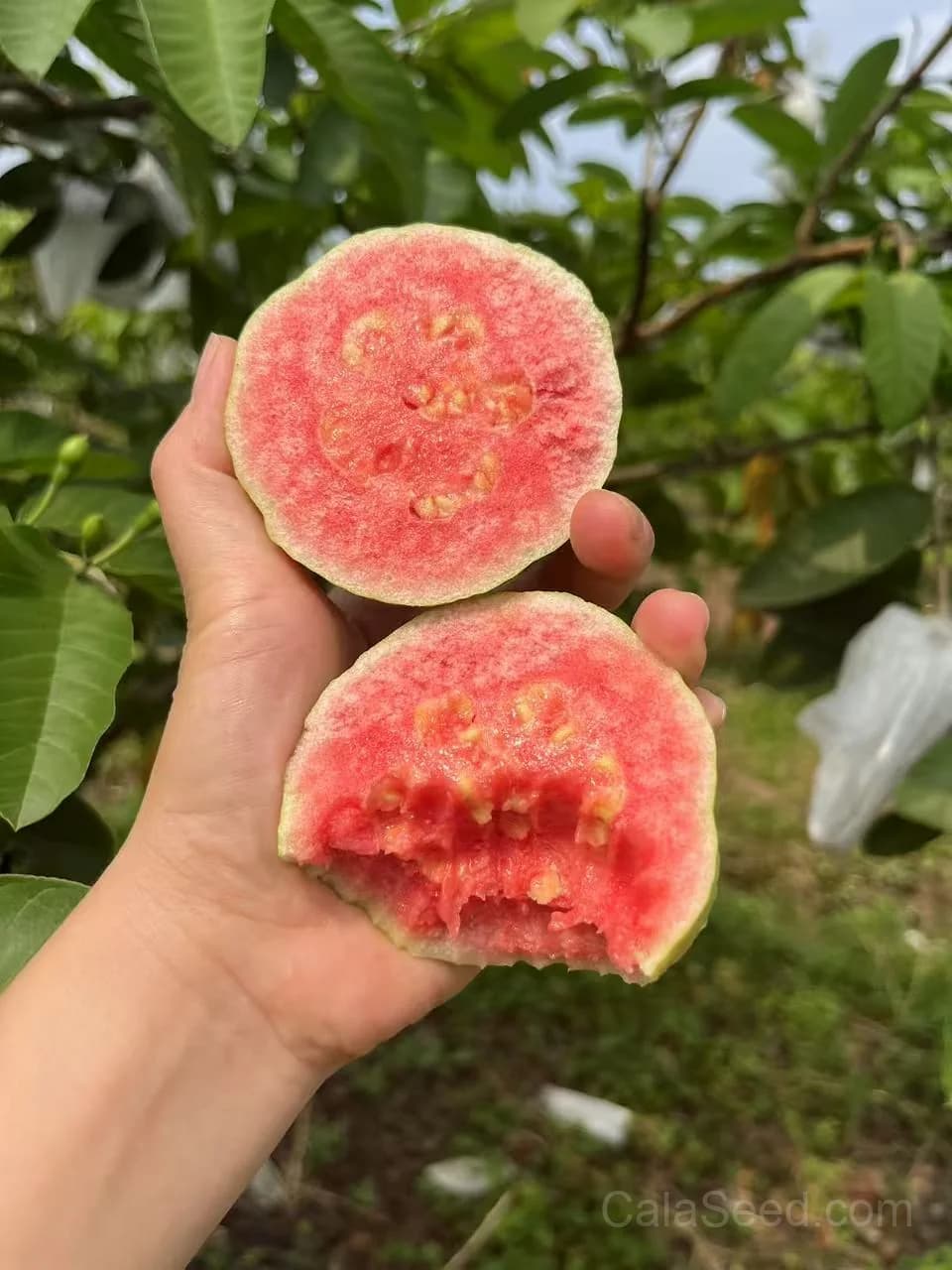 Guava Pink Seeds — Sweet Tropical Fruit - View 5