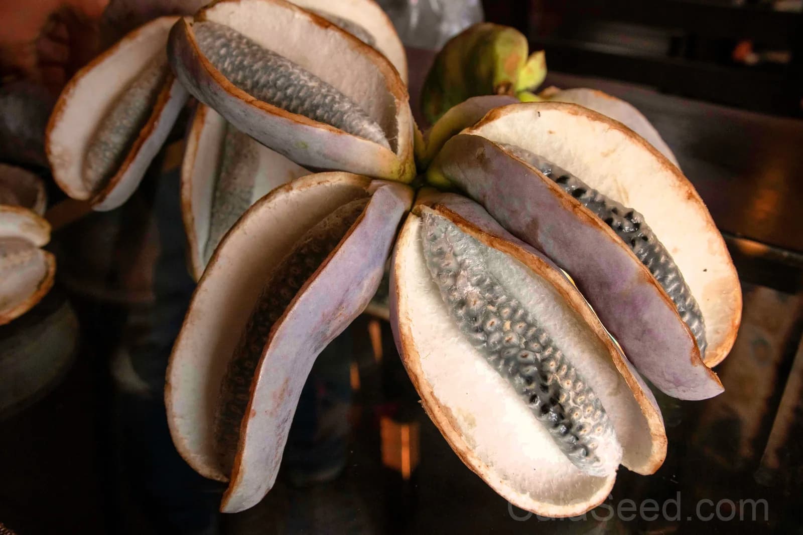 Chocolate Vine 'Akebia Trifoliata' Seeds — Edible Ornamental Climber - View 6