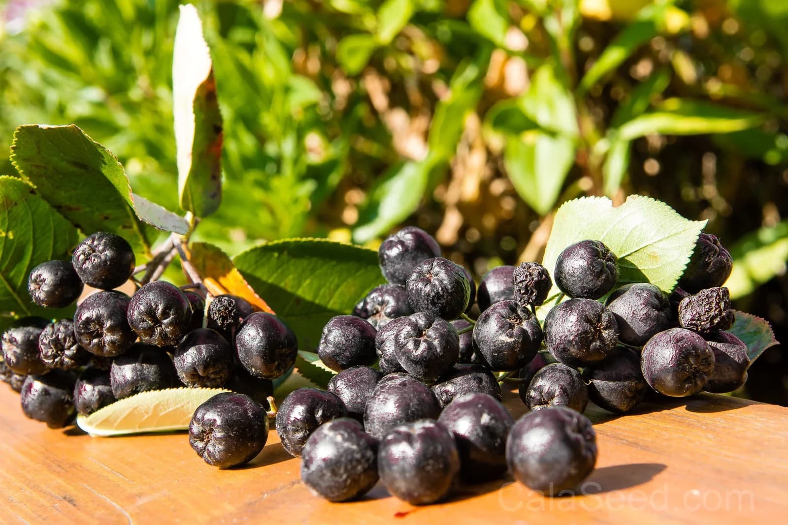 Purple Chokeberry 'Aronia Prunifolia' Seeds — White-Flowered Fruit Shrub - Main