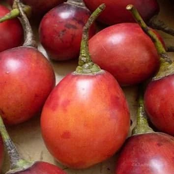 Tamarillo 'Red' Seeds — Tangy Tree Tomato Fruit - View 2